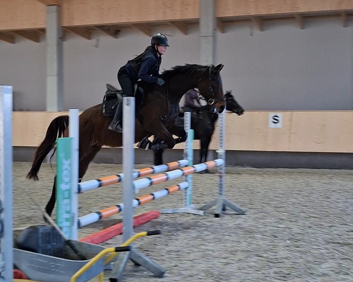 Fattrice Quickstep (Hannoveriano, 2011, di Quality 9)