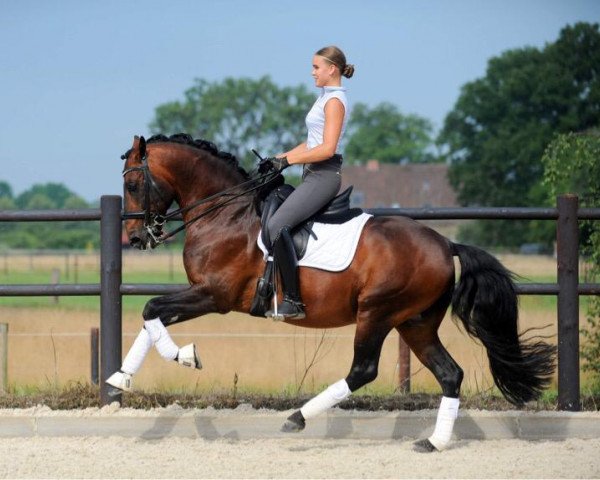 Dressurpferd Damasco 13 (Lusitano, 2008, von Quixote)