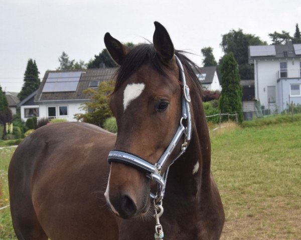 Pferd Salitos J (Deutsches Sportpferd, 2019, von Singulord Joter)