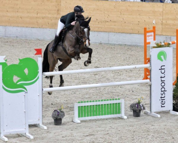 Springpferd Miss H (KWPN (Niederländisches Warmblut), 2017, von VDL Harley)