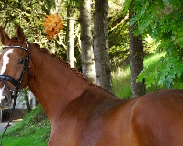 Dressurpferd Sweet Caroline 15 (Oldenburger, 2019, von Captain Olympic)