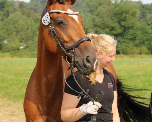 broodmare Kayleigh 16 (Holsteiner, 2011, from Candiro 4)