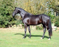dressage horse Karenio (Trakehner, 2021, from Imperio 3)