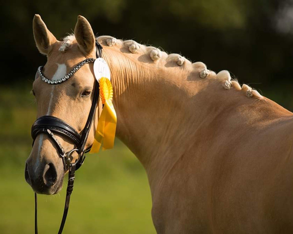 broodmare Kopmanns Cosmos Darling (German Riding Pony, 2020, from DSP Cosmo Royale)