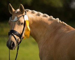 Zuchtstute Kopmanns Cosmos Darling (Deutsches Reitpony, 2020, von DSP Cosmo Royale)