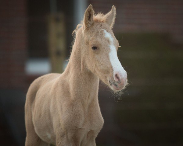foal by Nemorian Nightglow CL (German Riding Pony, 2025, from Assenmachers Nachtschwärmer)