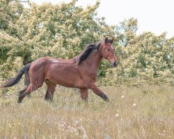 dressage horse Nephilia (Hanoverian, 2020, from Navarro 47)