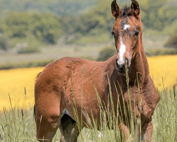 horse Royal Blue Eyes (Hanoverian, 2021, from Rubin Royal OLD)