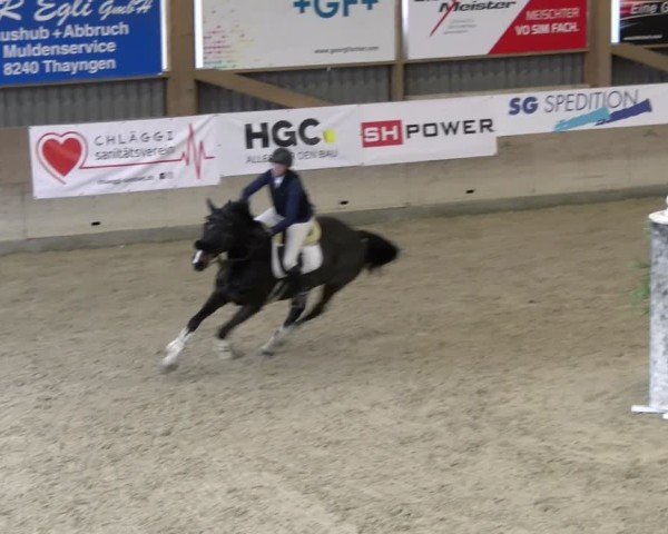 Reitturnier Schaffhausen 2025