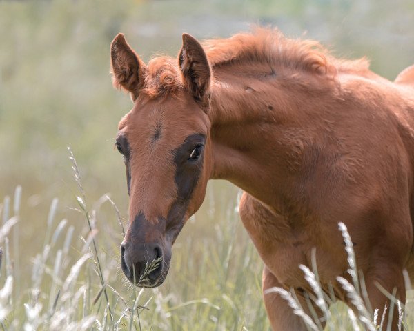 horse Cést la Vie (Hanoverian, 2021, from Confess Color)