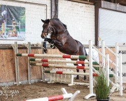 dressage horse FS Little Rose (Rhinelander, 2010, from Lord Loxley I)