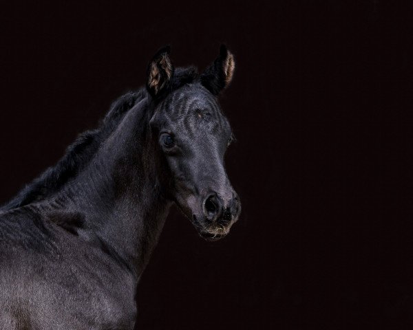 horse Famous Black Pearl (Hanoverian, 2021, from For Romance I)