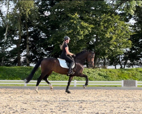 horse Secret's Phoebe (KWPN (Royal Dutch Sporthorse), 2020, from Secret)
