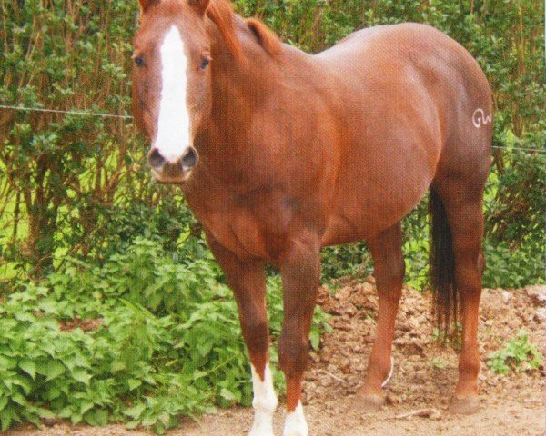 stallion Taffys Mister Pep (Quarter Horse,  , from Mister Dual Pep)