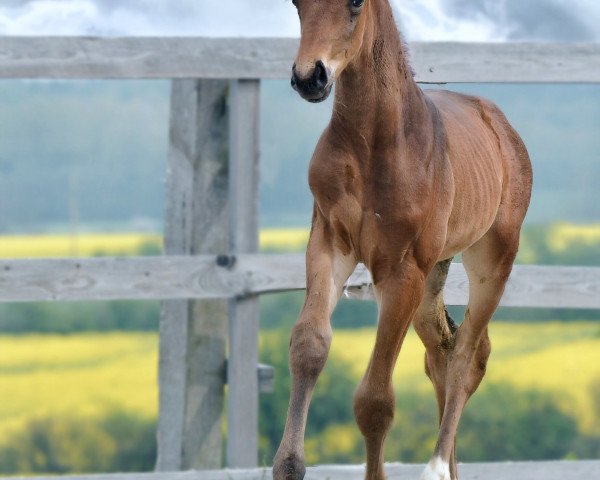 horse Dàmour (Rhinelander, 2021, from De Royal)