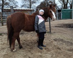 Dressurpferd Phibie (Welsh Pony (Sek.B), 2012, von Spring Star's Spirit)