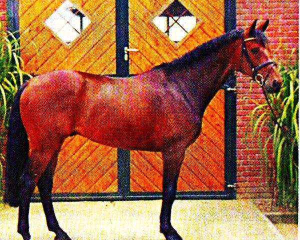 jumper Lee-Castro (Danish Warmblood, 1999, from Rendsgårds Lassard)