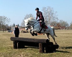 dressage horse Coolpark Thunder (Connemara Pony, 2011, from Cluainbheirn Thunder)