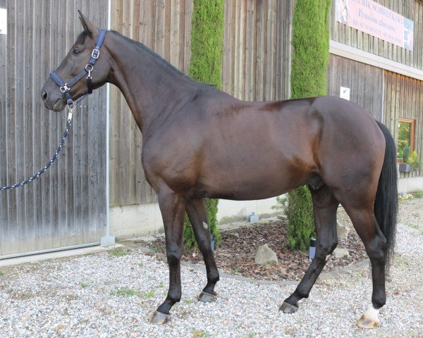 Dressurpferd Total Darkness K (Hannoveraner, 2020, von Total Hope OLD)