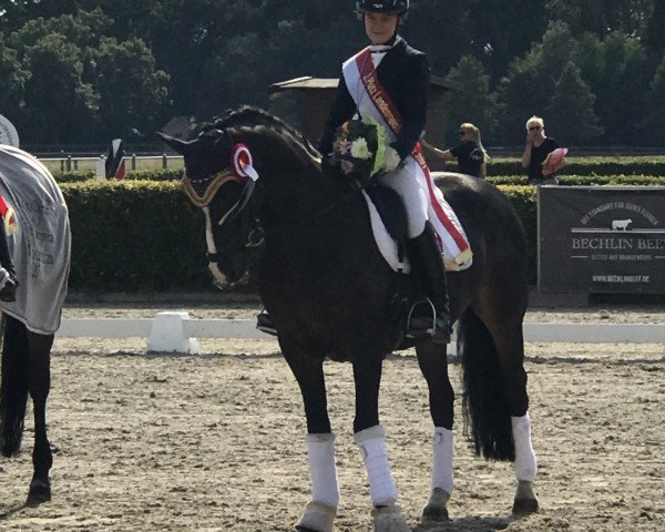 Deckhengst Dublin (Deutsches Reitpony, 1989, von Donauwind)