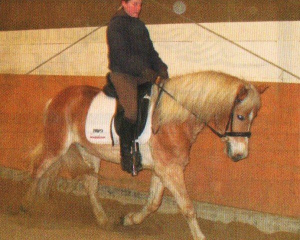 horse Amorowski (Haflinger, 2007, from Amor (7,81% ox)) horse Amorowski (Haflinger, 2007, from Amor (7,81% ox))