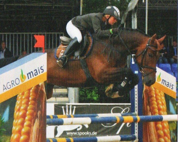Springpferd Corofina 17 (Oldenburger Springpferd, 2005, von Converter I)