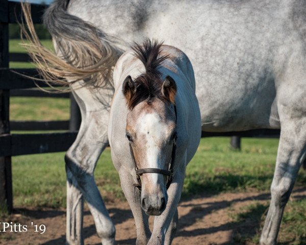 horse King Silvio xx (Thoroughbred, 2019, from Tapit xx) horse King Silvio xx (Thoroughbred, 2019, from Tapit xx)