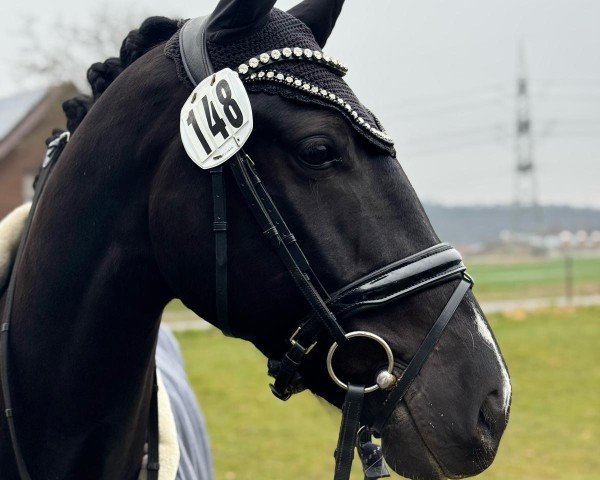 Dressurpferd Kronprinz v.d.H (KWPN (Niederländisches Warmblut), 2020, von Jayson)