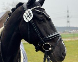 Dressurpferd Kronprinz v.d.H (KWPN (Niederländisches Warmblut), 2020, von Jayson)