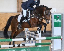 stallion Bumble Bee (German Riding Pony, 2018, from Beka's Rubin)