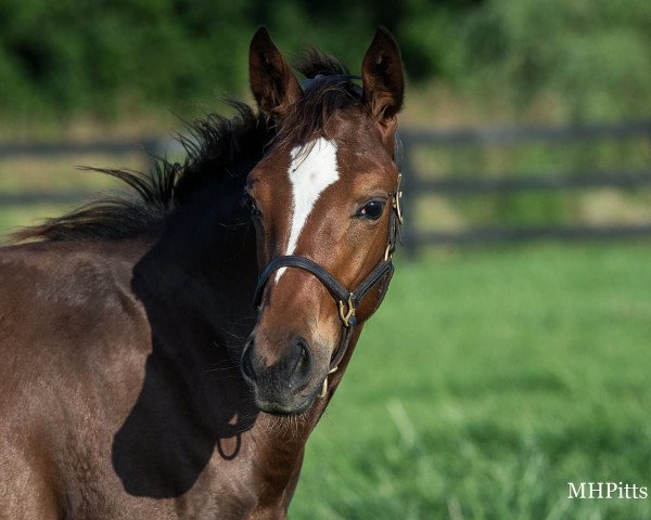 horse Will Take It xx (Thoroughbred, 2021, from Tapit xx) horse Will Take It xx (Thoroughbred, 2021, from Tapit xx)