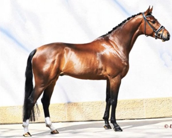horse Indian Design (Oldenburg, 2017, from Indian Rock)