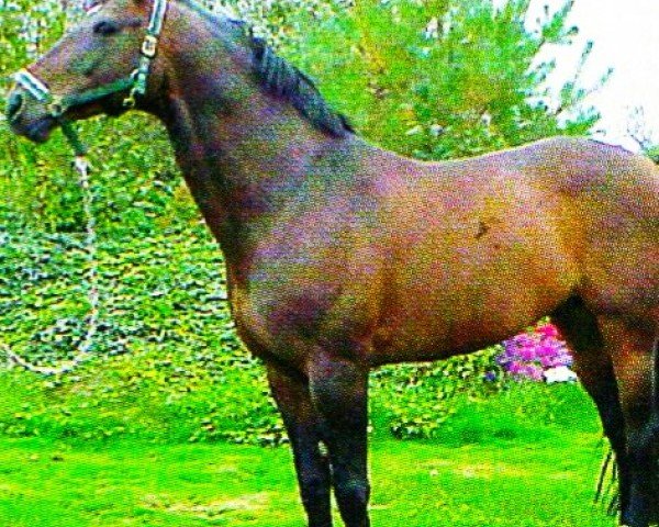 horse Lamiro 18 (Hessian Warmblood, 1994, from Latouro)