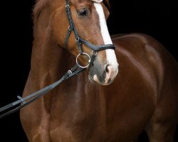 Springpferd James Bond 35 (Polnisches Warmblut, 2011, von Ulco)