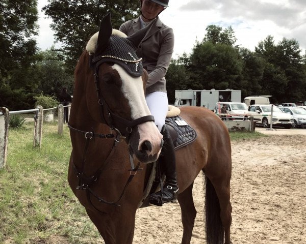 Springpferd Serafina 74 (Holsteiner, 2013, von Spartacus TN)