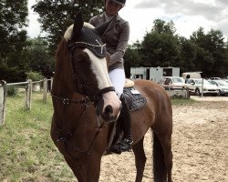jumper Serafina 74 (Holsteiner, 2013, from Spartacus TN)