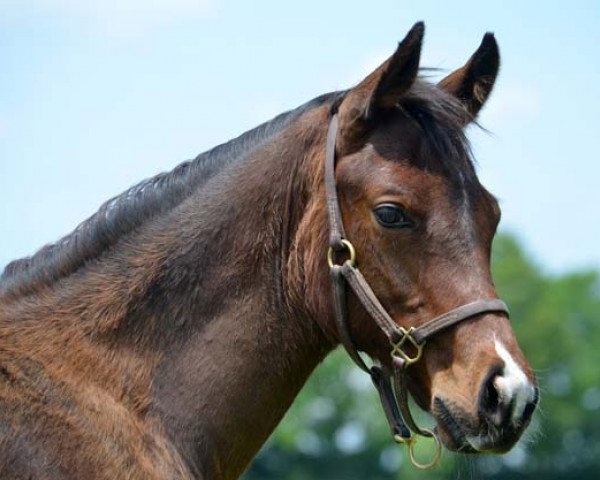 horse Stute von Tapit xx (Thoroughbred, 2016, from Tapit xx) horse Stute von Tapit xx (Thoroughbred, 2016, from Tapit xx)