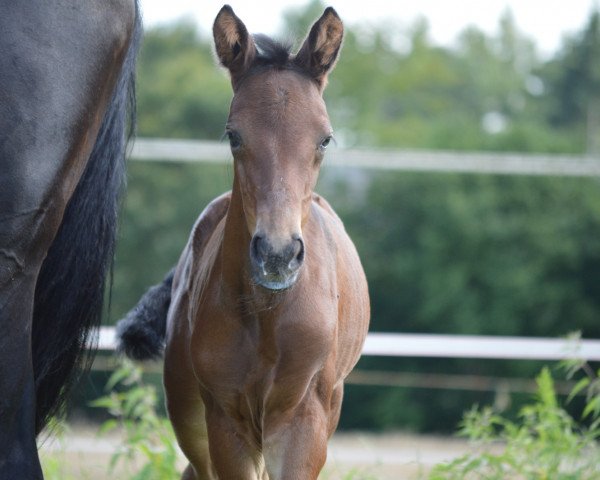 horse Bienvenida DT (Westphalian, 2021, from Belvedere NRW)