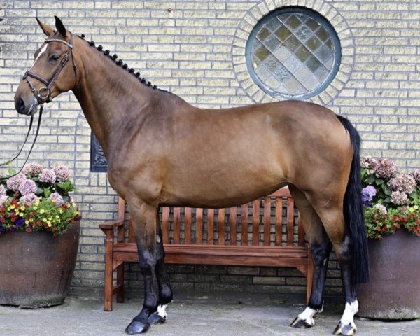 jumper Laras Girl B (Oldenburg show jumper, 2019, from Diamant de Semilly)
