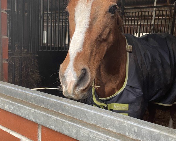horse Lam Arie xx (Thoroughbred, 2008, from Areion xx)
