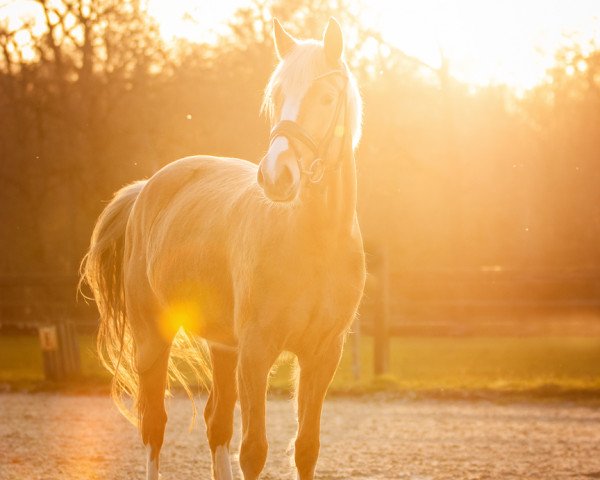 Pferd HBS Golden Starlight (Deutsches Reitpony, 2017, von Golden West NRW)