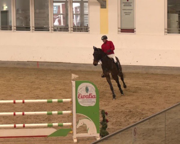 Reitturnier Stadl-Paura 2025