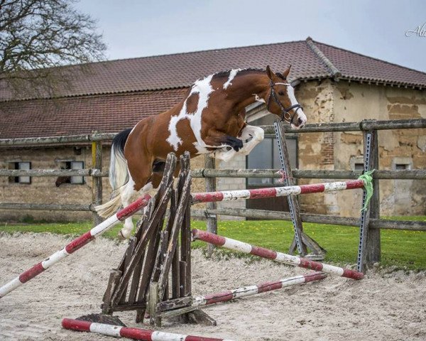 stallion Thunder Gesmeray (Selle Français, 2007, from Limbo)