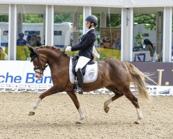 Zuchtstute Na Belle (Deutsches Reitpony, 2008, von Nabot)