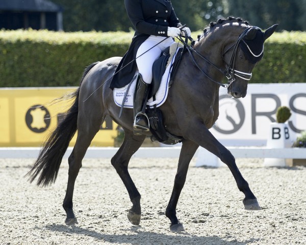 dressage horse Sugar Babe 15 (Württemberger, 2011, from Sarkozy 3)