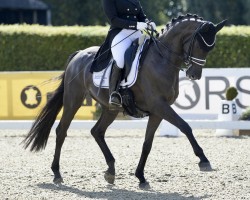 Dressurpferd Sugar Babe 15 (Württemberger, 2011, von Sarkozy 3)
