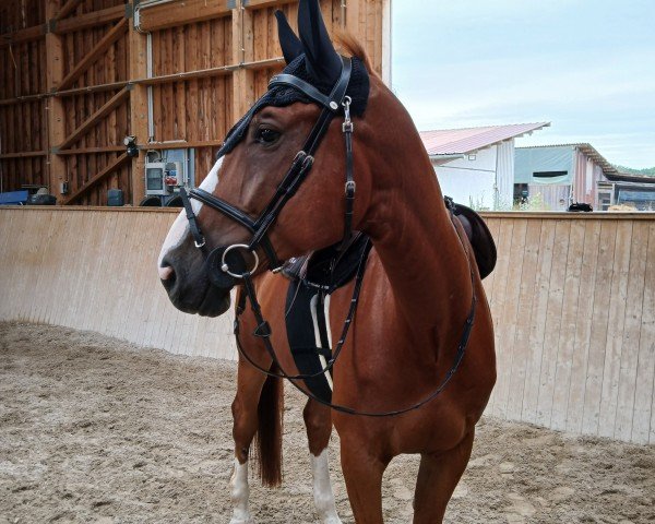 jumper Oganio Ks (German Sport Horse, 2017, from Ogano)