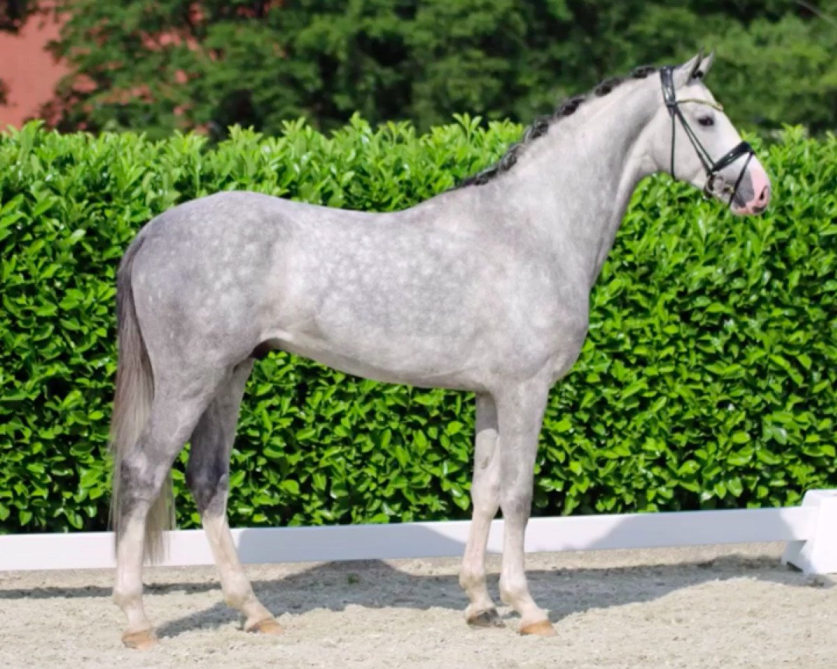 jumper Djamy Kabir H (Oldenburg show jumper, 2017, from Diamant de Quidam - H OLD)