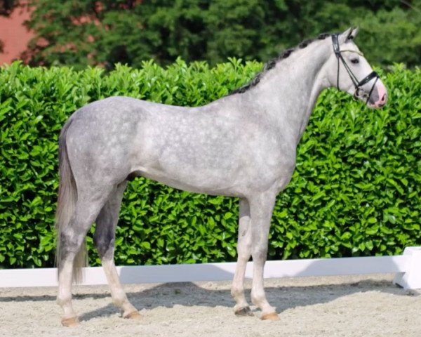jumper Djamy Kabir H (Oldenburg show jumper, 2017, from Diamant de Quidam - H OLD)
