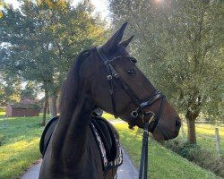 horse Zaphira (Westphalian, 2020, from Blue Hors Zackorado)